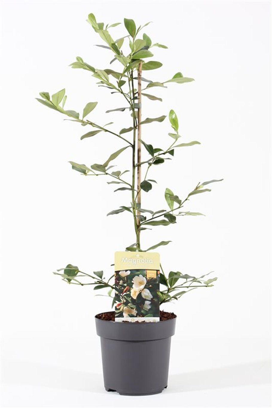 Magnolia 'Fairy Honey Velvet' (Michelia) - C3 40-50 CM